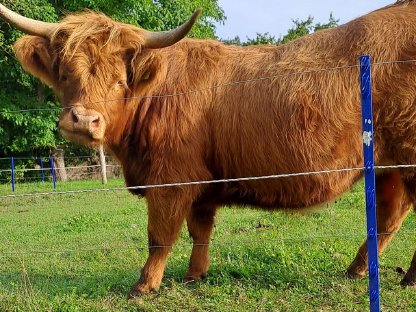 Hochlandrind Kuh mit Kuhkalb zum Verkaufen