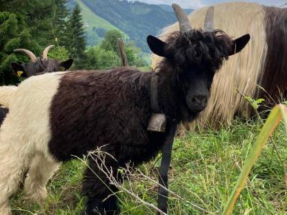 Walliser Schwarzhalsziegenbock