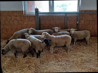 Bild 2:Ile de France / Suffolk Bocklämmer