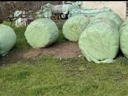 Siloballen günstig zu verkaufen