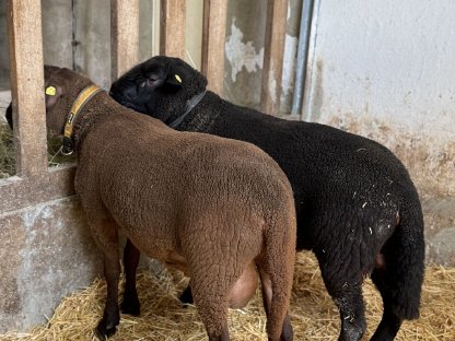 Bild 4:Jura Widder - Bio - Herdebuch