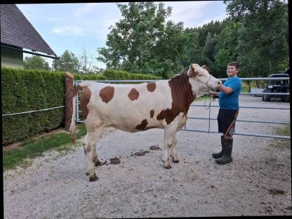 Verkaufe Fleckvieh-Kalbinnen