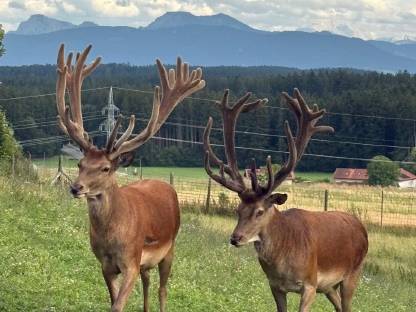 Bild 3:Zuchtwild Rotwild Rothirsche