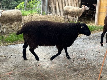 Jura Widder zu verkaufen