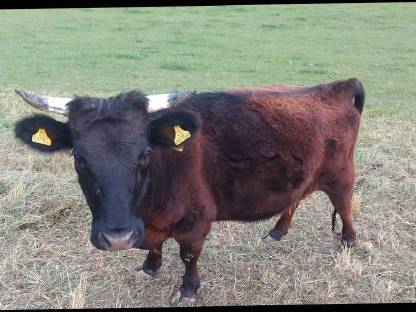 Bild 2:BIO Dexter Kuh trächtig