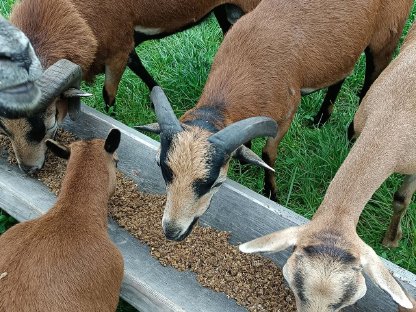Kamerun Schafbock, 03/2025 geboren, Verkaufe