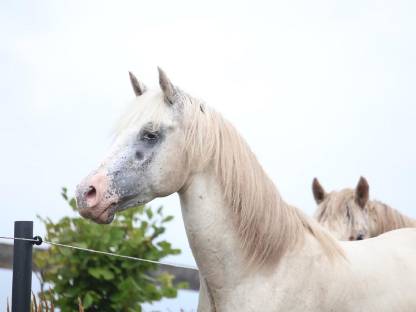 Bild 4:3-jähriger Appaloosa