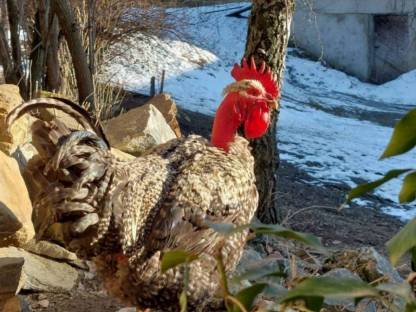 Bild 5:Bruteier meiner bunten Truppe