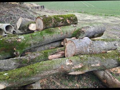 Bild 3:Eschenstämme