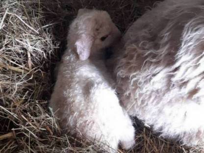 Bild 3:Bio Waldschafe