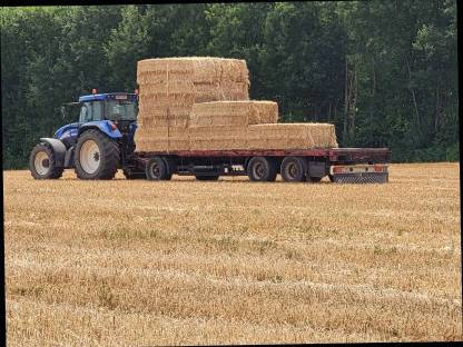 Triticale Stroh