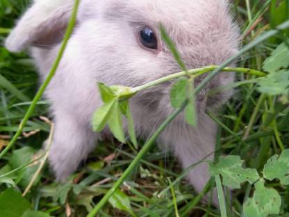 Mini Lop