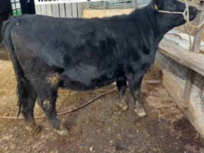 Bild 3:Aberdeen Angus Zuchttiere
