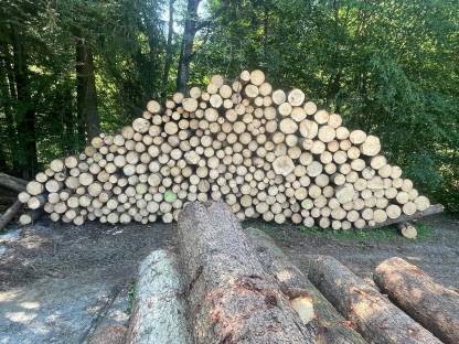 Bild 6:Holzschlägerung/Baumfällung