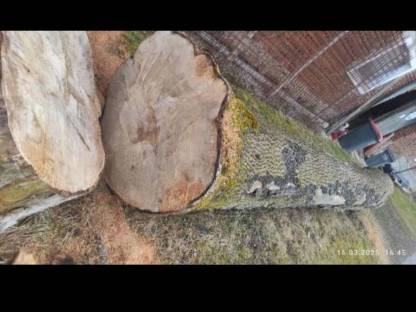 Bild 3:Esche Eschenblock