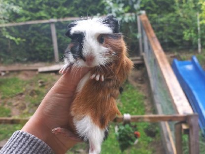 Meerschweinchenbabys weiblich
