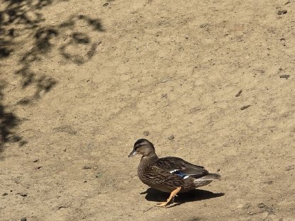 Bild 6:Pfau, Meerschweinchen, Zwergcochin, Enten, Tauben