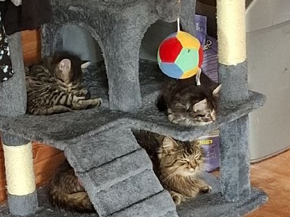 Bild 4:Deutsche Langhaar Baby Katzen