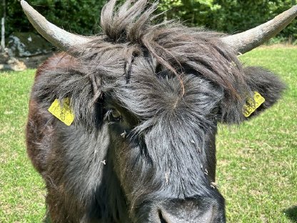 Bild 3:Hochlandrinder Kalbinnen