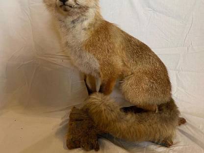 Bild 5:Jagdtrophäen