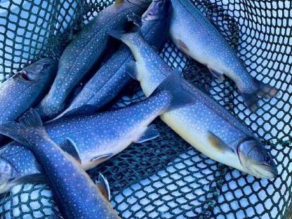 Bild 5:Saibling, Setzlinge, Elsässer Saibling, Besatzfische