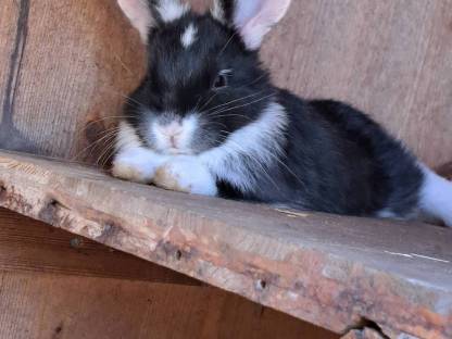 Kaninchen Rammler