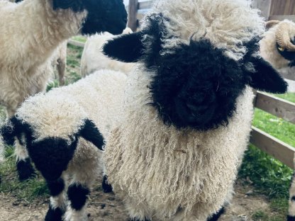 Walliser Schwarznasenschafe zu verkaufen