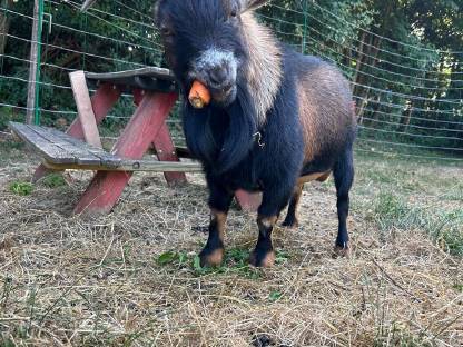 Bild 5:Mini-Zwergziegenbock leihen