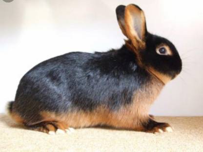 Bild 3:Lohkaninchen zu verkaufen