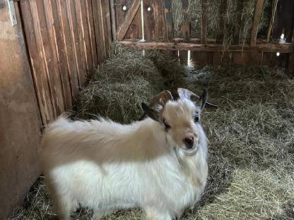 Bild 3:Zwerg-Ziegenbock