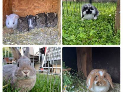 Bild 3:Zwergkaninchen