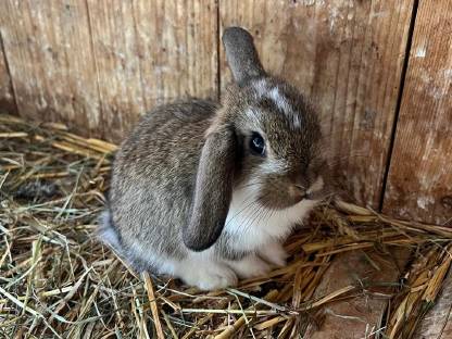 Bild 3:Mini Lop Hasen