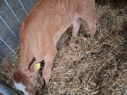 Kalb FV x Blonde Aquitaine