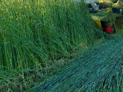 Bild 2:Grünschnittroggen Silage 2025