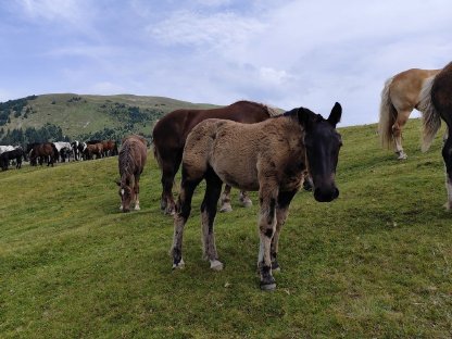 Bild 3:Noriker Hengstfohlen