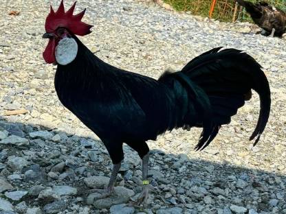 Bild 2:Zwerg Minorka