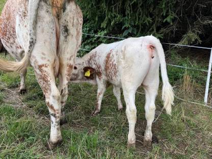 Bild 5:Pustertaler Sprinzen