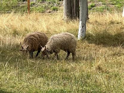 Zackelschaf Widder
