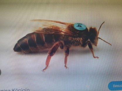 Bienenkönigin