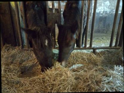 Bild 7:Zschini Schaunitz XVII Hengst