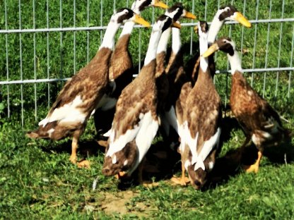 Bild 2:Laufenten Paare in rehfarbig weißgescheckt zu verkaufen