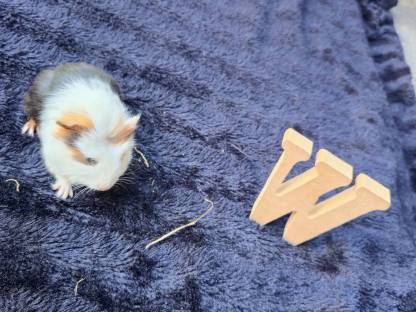 Meerschweinchen Babys männlich und weiblich ab August
