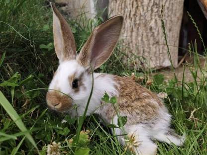 Bild 2:Junge Riesenhasen