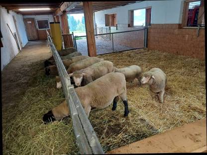 Bild 5:Ile de France / Suffolk Bocklämmer