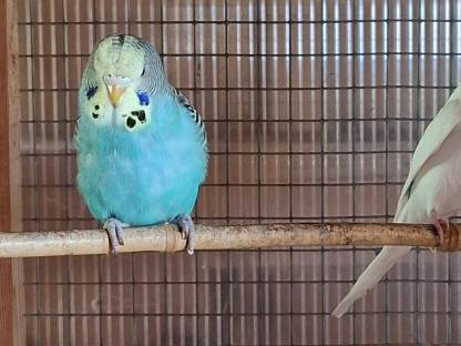 Bild 6:Wellensittich