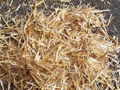 Bild 3:Stroh Ernte 2025