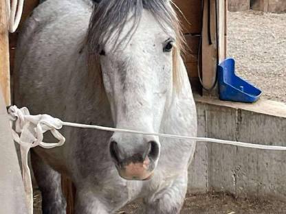 Irische Ponystute