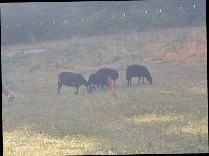 Bild 2:Krainer Steinschaf Bio Lämmer männlich