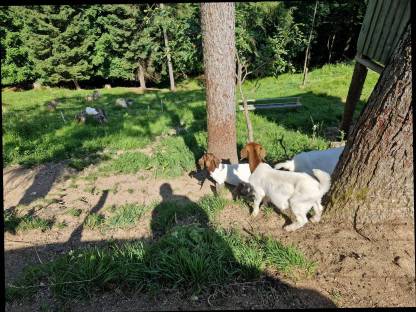 Bild 3:Burenziegenböcke