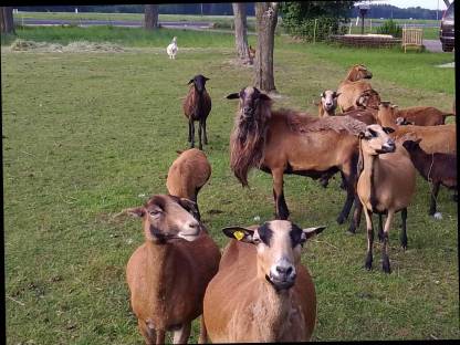 Bild 9:Kamerunschafe und Black Bally Mix